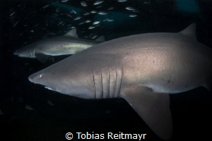 Sand tiger sharks on the Aeolus wreck, North Carolina by Tobias Reitmayr 